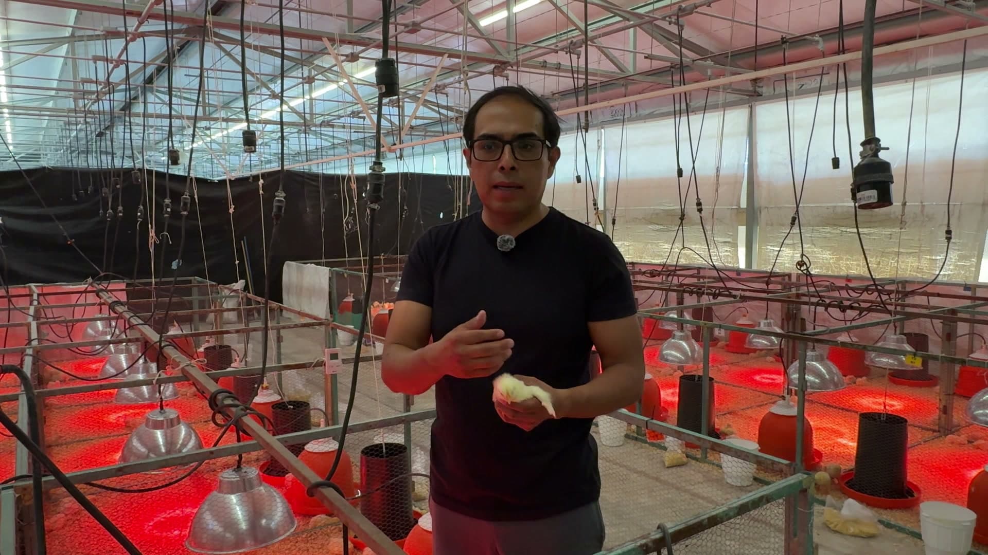 Instructor de Agromax con un pollito en mano, en una nave de crianza