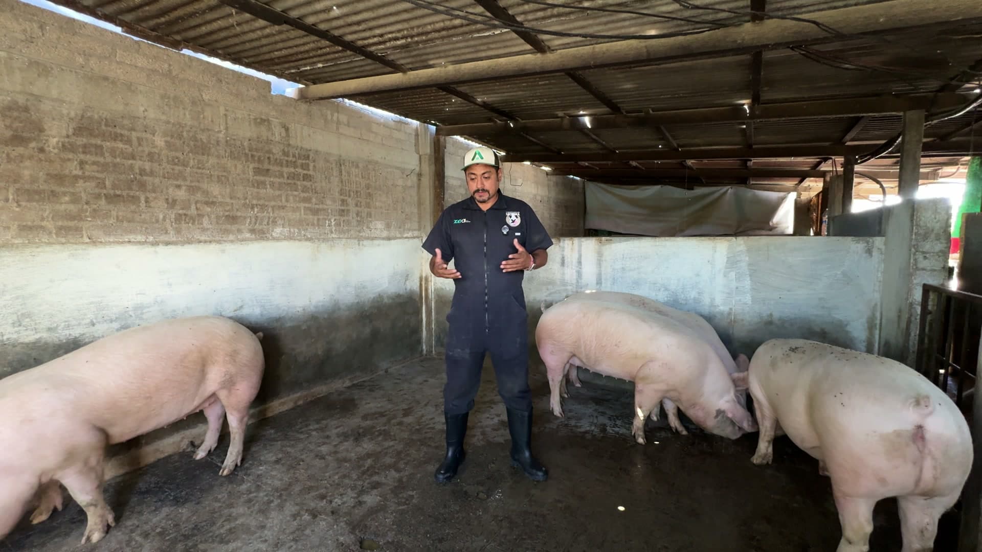 Instructor de porcinos de Agromax junto a cerdos en una granja de bloque a plena luz
